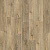 фото Дуб Нашвилл (Nashville Oak 88299)